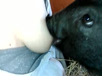 Zoophilia mom breast feeds her baby piglet